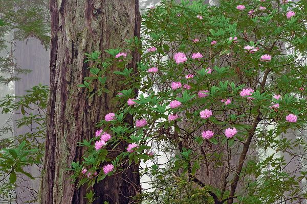 Jones, Adam 아티스트의 Pacific Rhododendron in foggy redwood forest-Redwood National Park작품입니다.